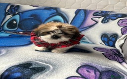Shih Tzu dogs for sale: Beautiful shih Tzu puppies - Image 9