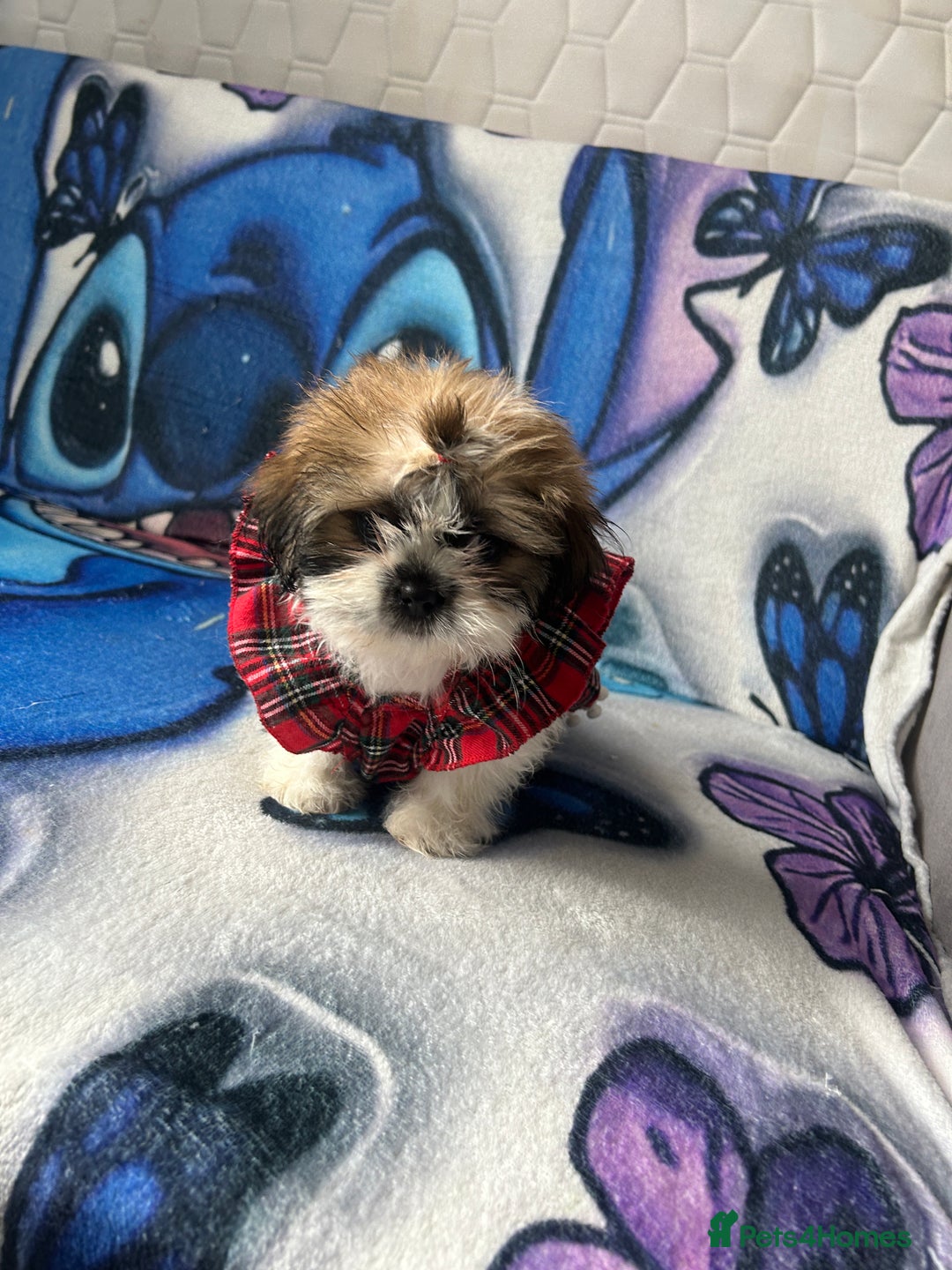 Shih Tzu dogs for sale: Beautiful shih Tzu puppies - Image 9