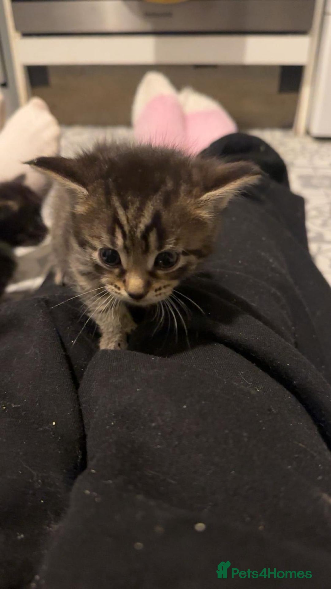 Maine Coon cats for sale: Beautiful Maine Coon cross kittens - Advert 4