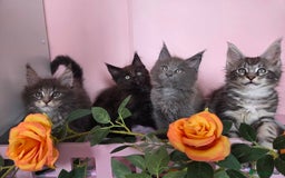 Maine Coon cats for sale: TICA REGISTERED MAINE COON KITTENS - Image 34