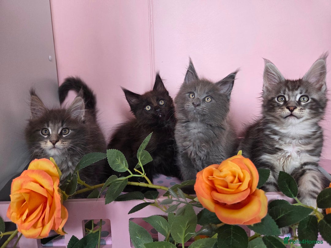 Maine Coon cats for sale: TICA REGISTERED MAINE COON KITTENS - Image 34