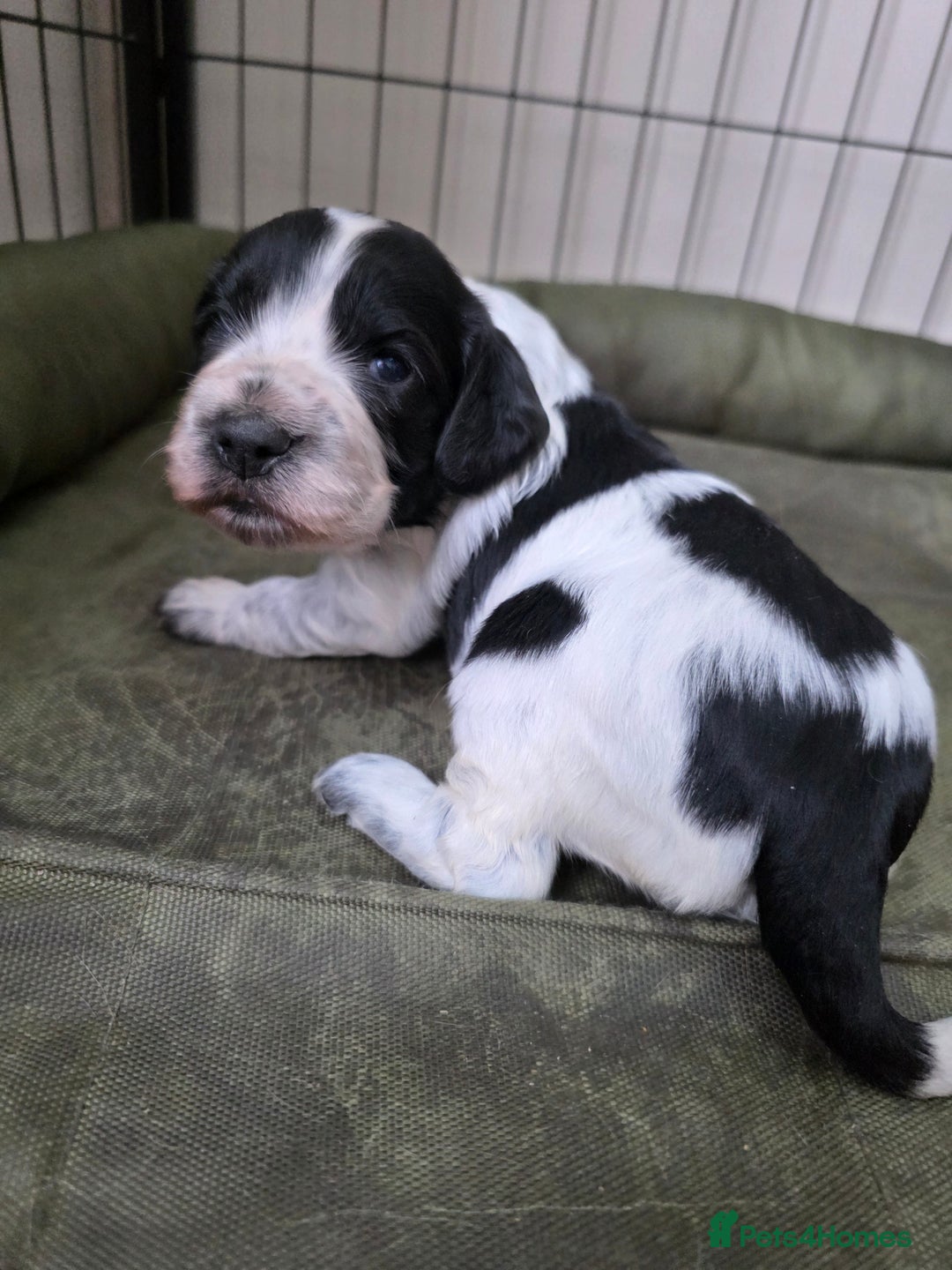 Cocker Spaniel dogs for sale: Working cocker spaniel puppies  - Advert 6