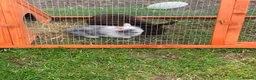 Mixed Breed rabbits for sale: Rabbits - Advert 1