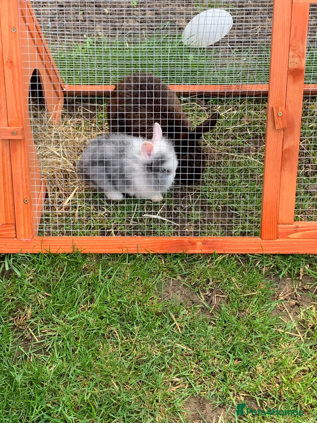 Mixed Breed rabbits for sale: Rabbits - Advert 1