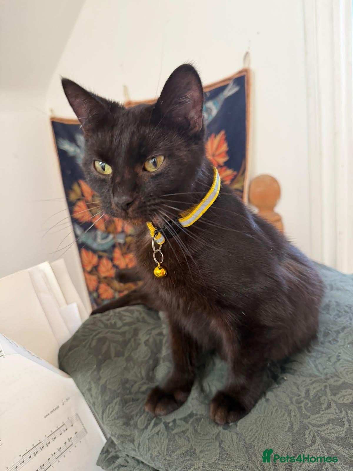 Domestic Shorthair cats Luna is looking for perfect forever home  - Advert 1
