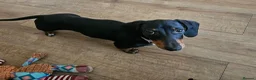 Miniature Dachshund dogs for sale: 4 month old female miniature dachshund  - Advert 4