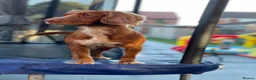 Cocker Spaniel dogs for sale: working cocker spaniels  - Advert 13