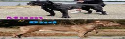 Cane Corso dogs for sale: Champion Bloodline Cane Corso’s in Manchester - Advert 2