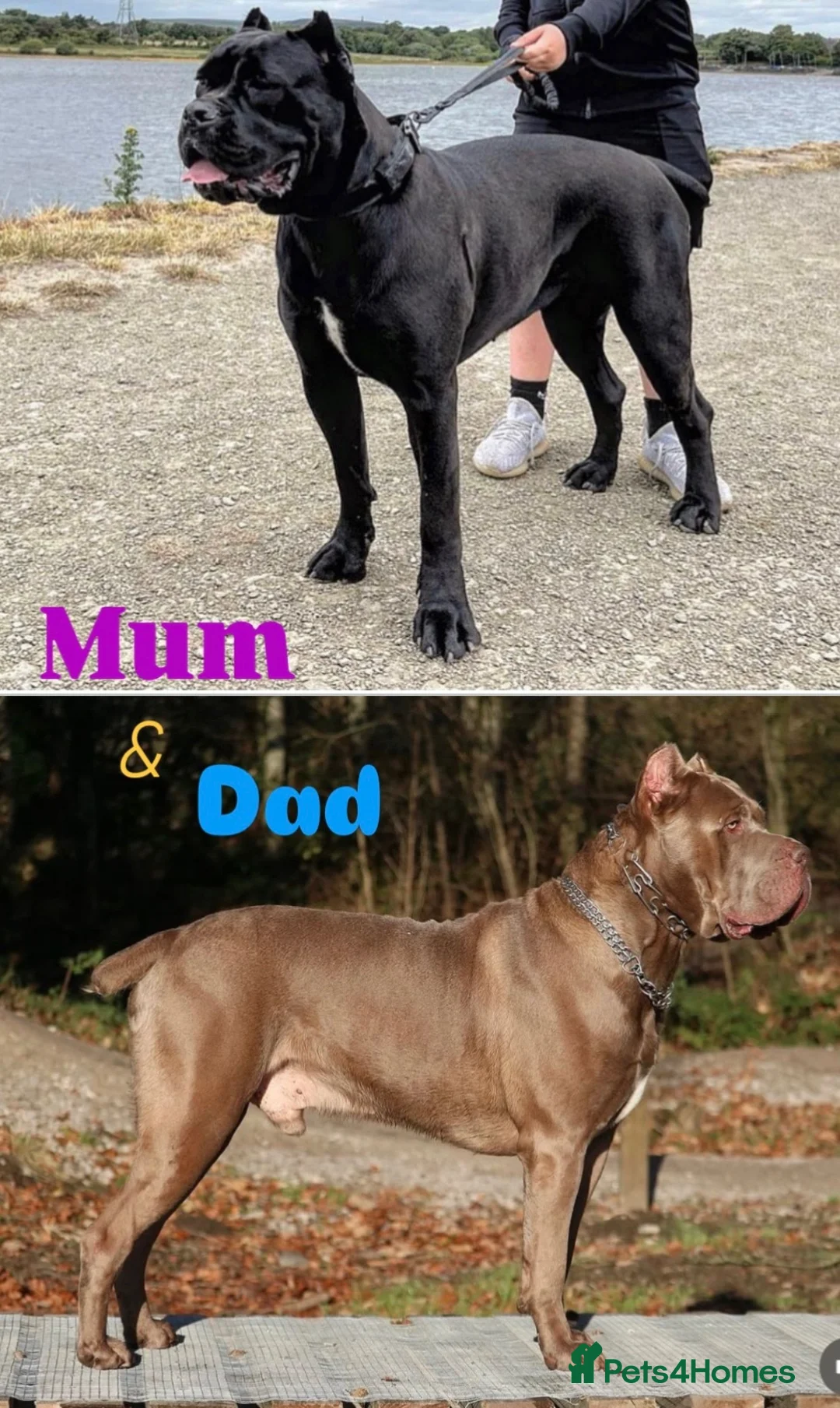 Cane Corso dogs for sale: Champion Bloodline Cane Corso’s in Manchester - Advert 2