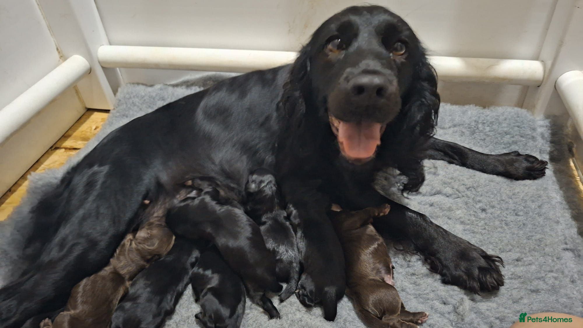 Cocker Spaniel dogs Cocker spaniel puppies  - Advert 1