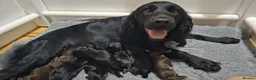 Cocker Spaniel dogs for sale: Cocker spaniel puppies  - Advert 1
