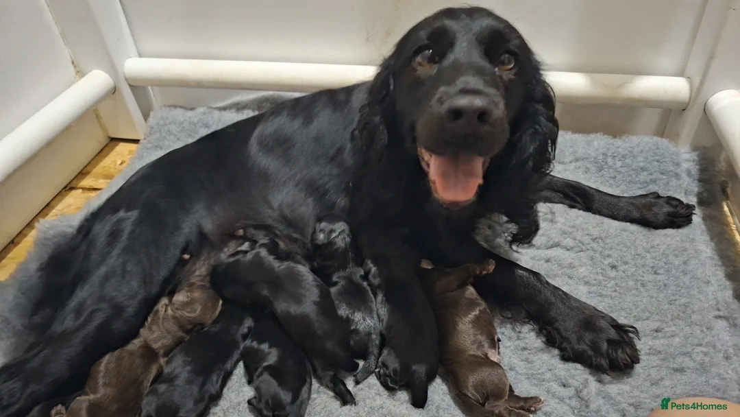 Cocker Spaniel dogs for sale: Cocker spaniel puppies  - Advert 1