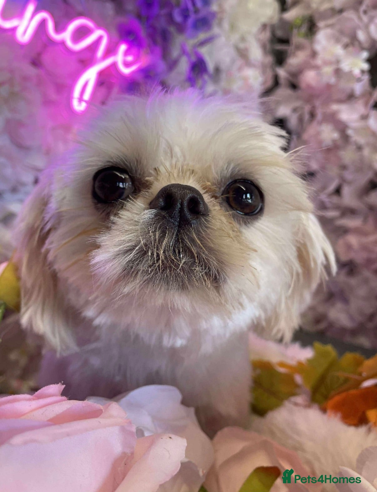 Shih Tzu dogs Beautiful Imperial Shih Tzu Puppies Ready To Go ❤️ - Advert 2