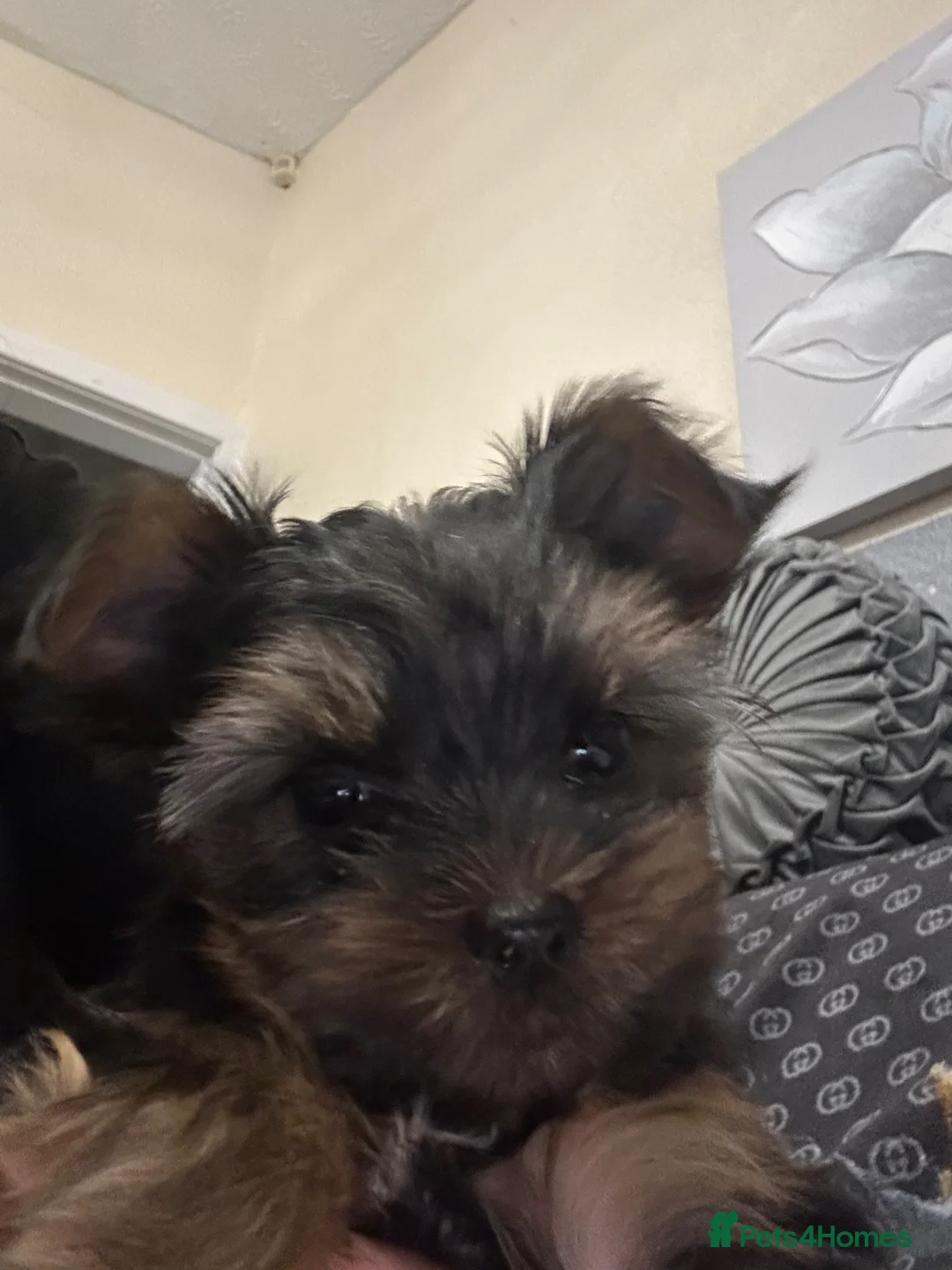 Yorkshire Terrier dogs for sale: 🏠❤️ Small Size Yorkshire Terrier puppy❤️ - Advert 2