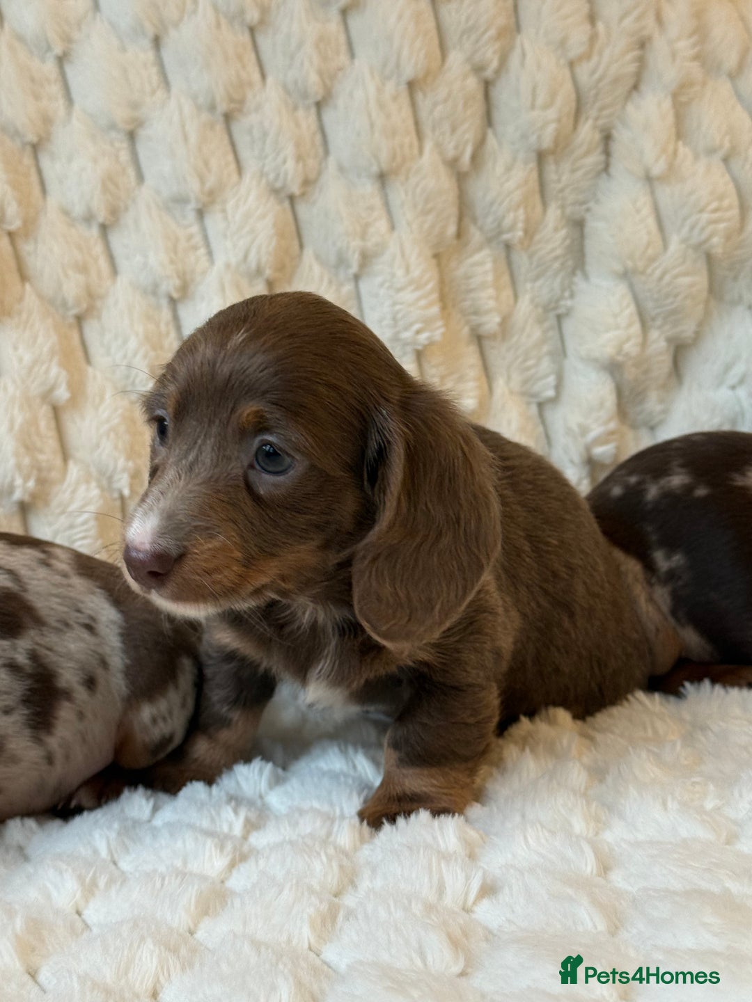 Miniature Dachshund dogs for sale: 💎MINATURE DACSHUND PUPPIES💎 - Advert 7