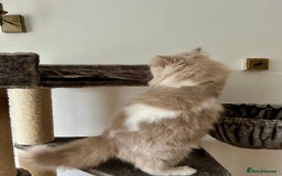 British Longhair cats for sale: British longhair male cat - Image 5