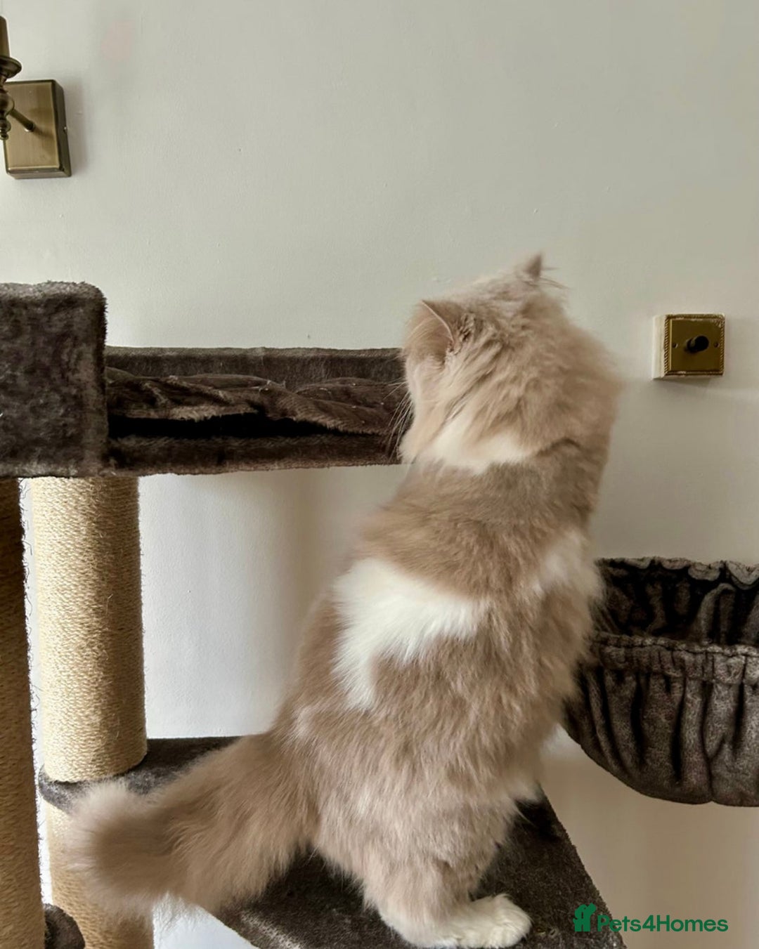 British Longhair cats for sale: British longhair male cat - Image 5