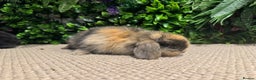 Mini Lion Lop rabbits for sale: 5 mini lops ready to reserve  - Advert 5