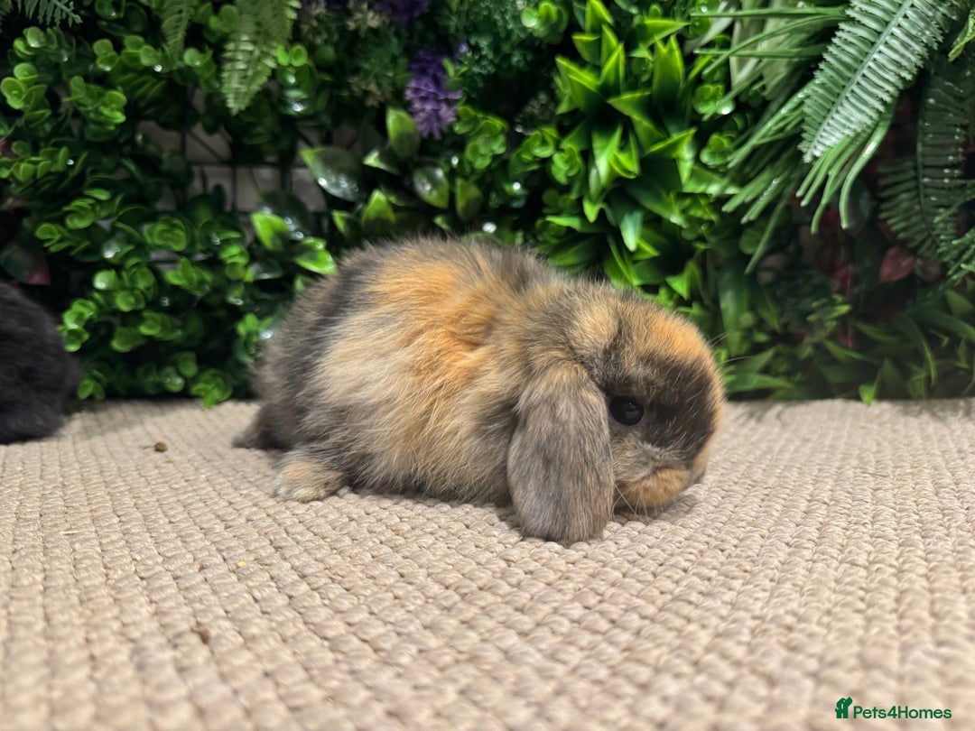 Mini Lion Lop rabbits for sale: 5 mini lops ready to reserve  - Advert 5