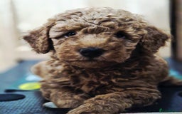 Toy Poodle dogs for sale: Toy Poodles incl. One Phantom boy - Image 5