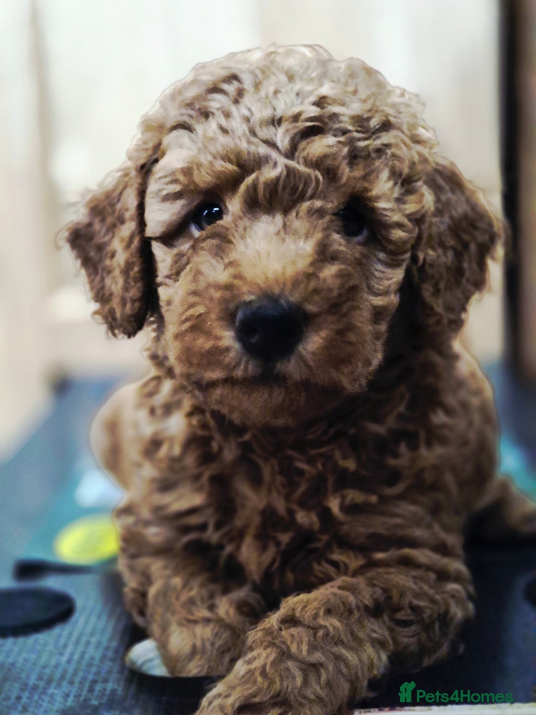 Toy Poodle dogs for sale: Toy Poodles incl. One Phantom boy - Image 5
