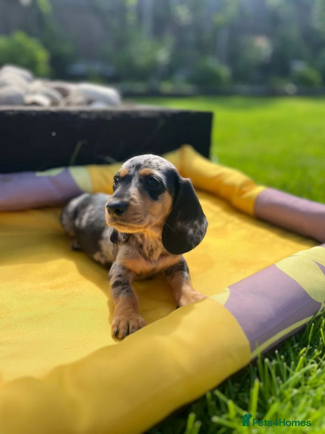 Miniature Dachshund dogs for sale: Adorable Puppies - Advert 15