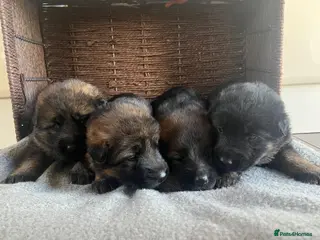 German Shepherd dogs Chunky German shepherd pups - Advert 17
