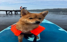 Mixed Breed dogs for sale: Beautiful 7 month old Pomshi hybrid  - Image 19