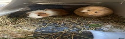 Guinea Pig rodents for sale: Three bonded sows for sale - Advert 1