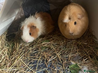 Guinea Pig rodents Three bonded sows for sale - Advert 8