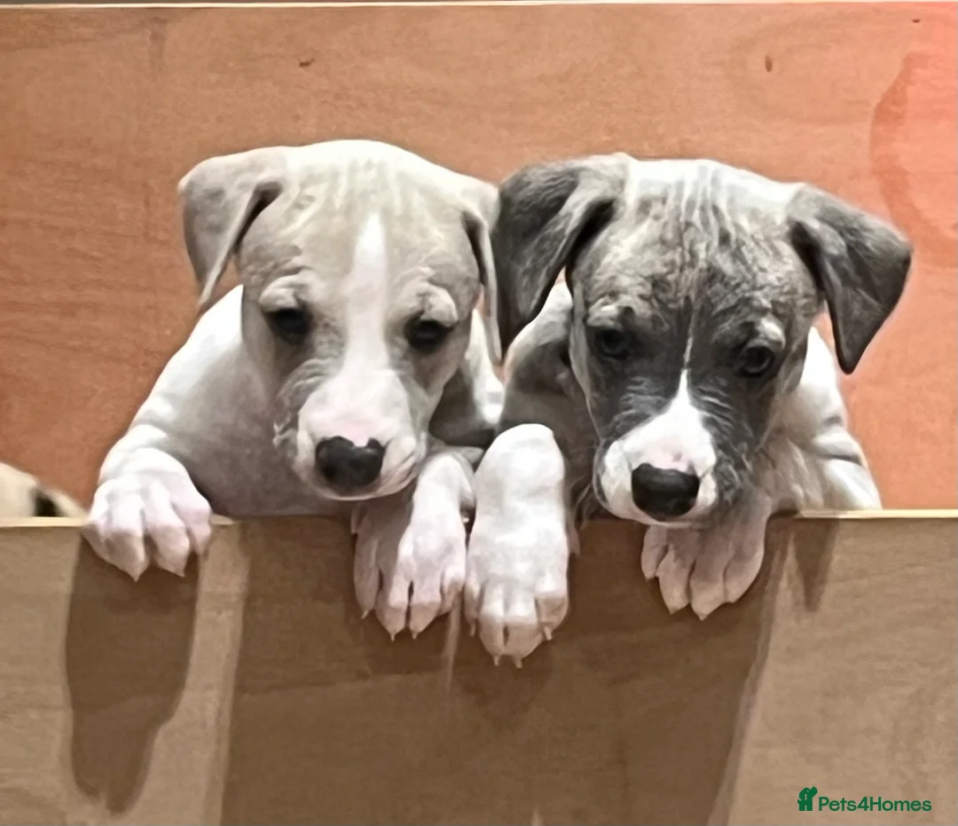Whippet dogs for sale: KC REGISTERED Whippet puppies for Sale - Advert 19