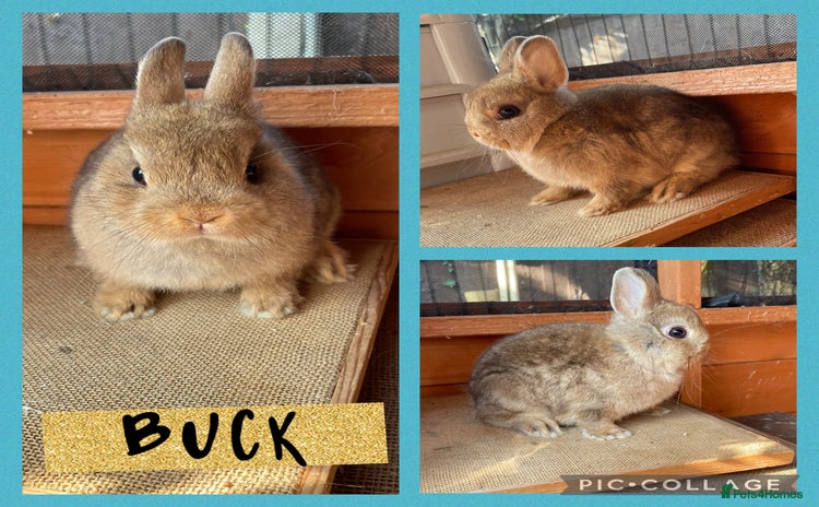 Netherland Dwarf rabbits in Sittingbourne - Advert 5