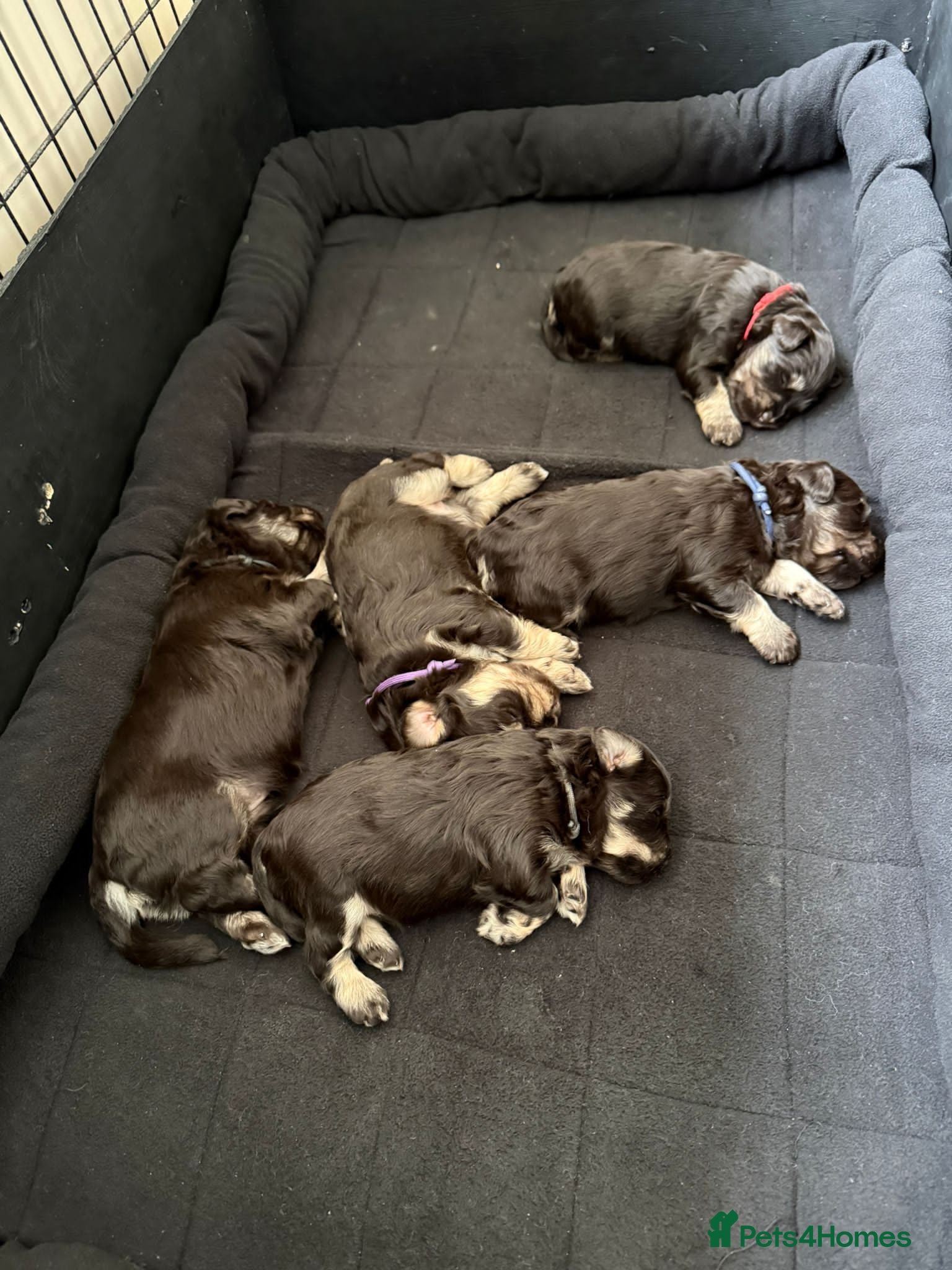 Miniature Schnauzer dogs 5 stunning choc and tan miniature schnauzers - Advert 1