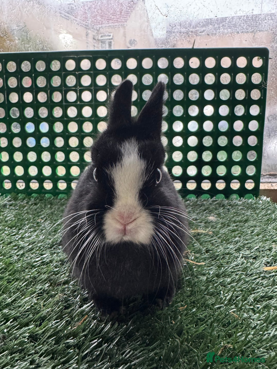 Netherland Dwarf rabbits for sale: Pure breed Netherlands dwarf  - Advert 2