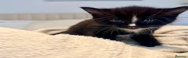 FEMALE KITTEN 