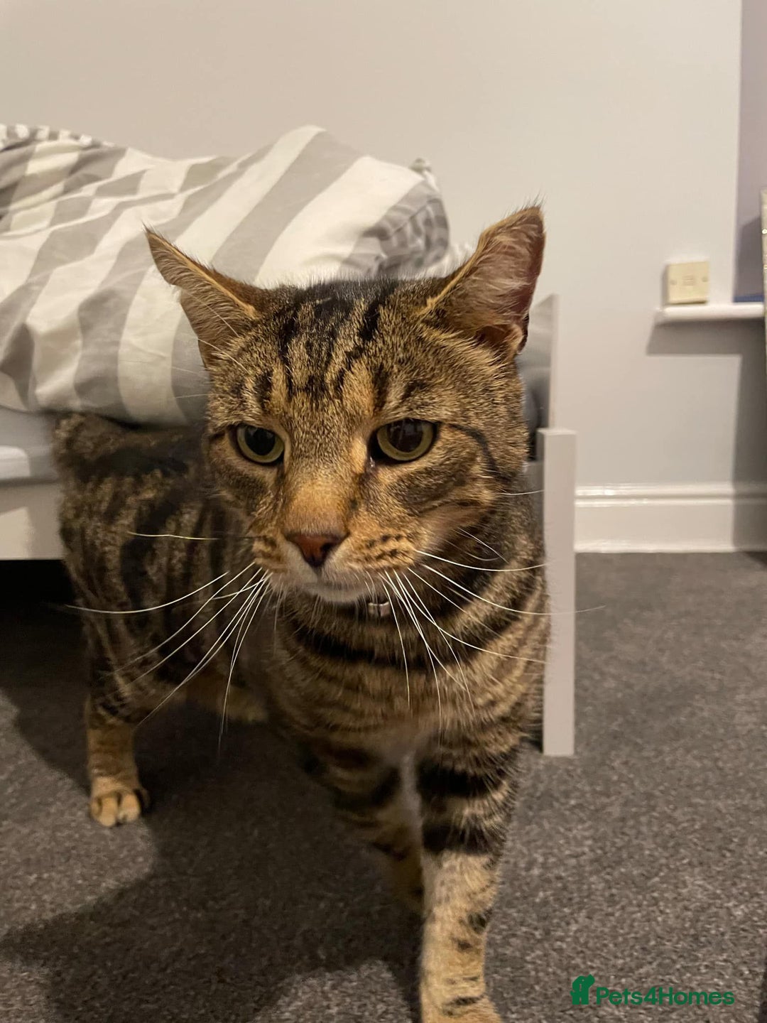 Mixed Breed cats for sale: Male large cat (Tato)  - Image 2