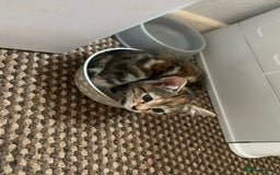 Mixed Breed cats for sale: 2 male 1female. Grey tabby, tabby, black and white - Image 4