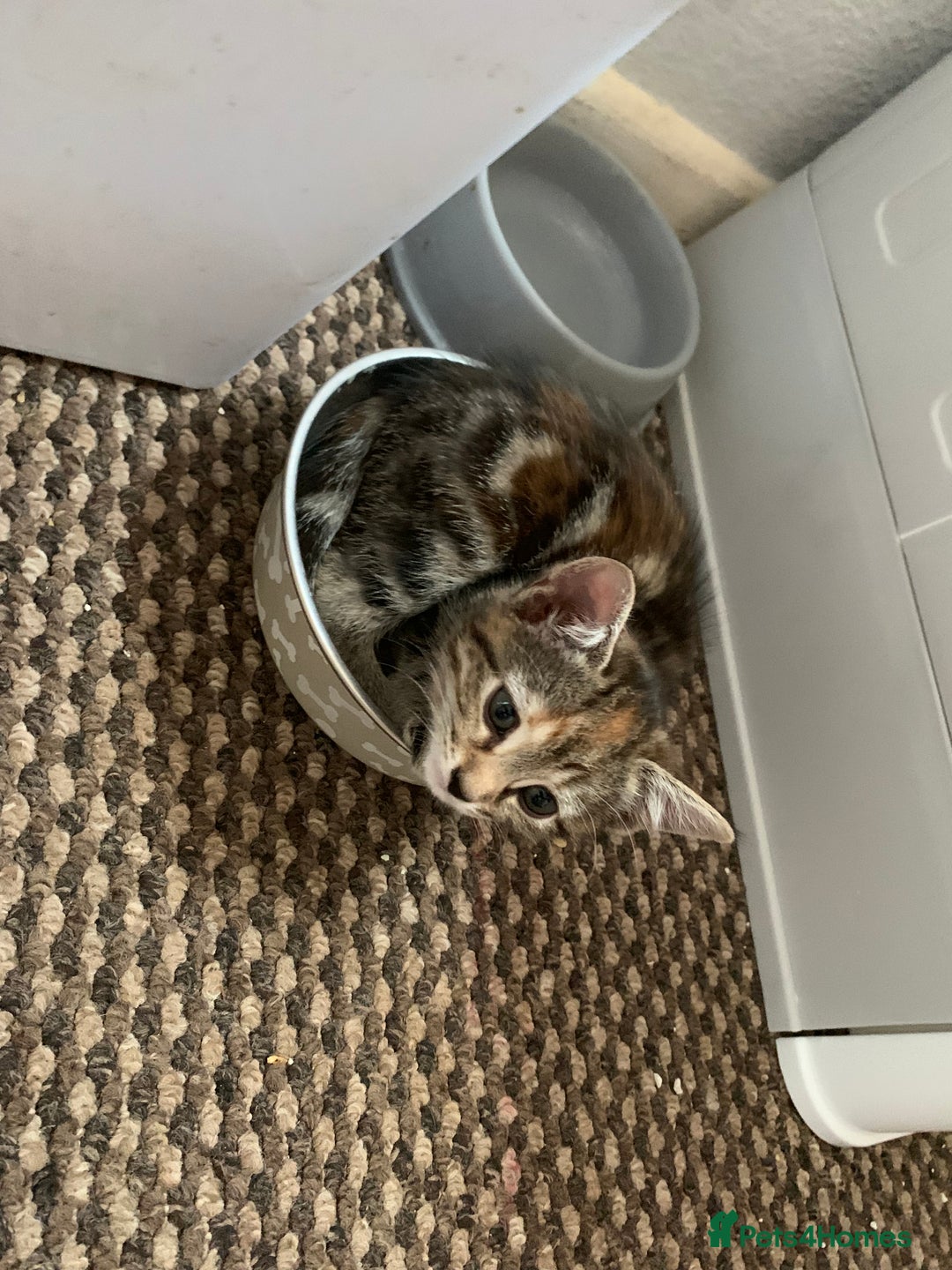 Mixed Breed cats for sale: 2 male 1female. Grey tabby, tabby, black and white - Image 4