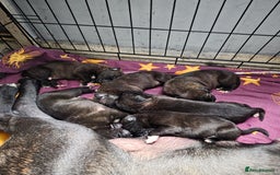 Mixed Breed dogs for sale: Corso x puppies  - Image 6