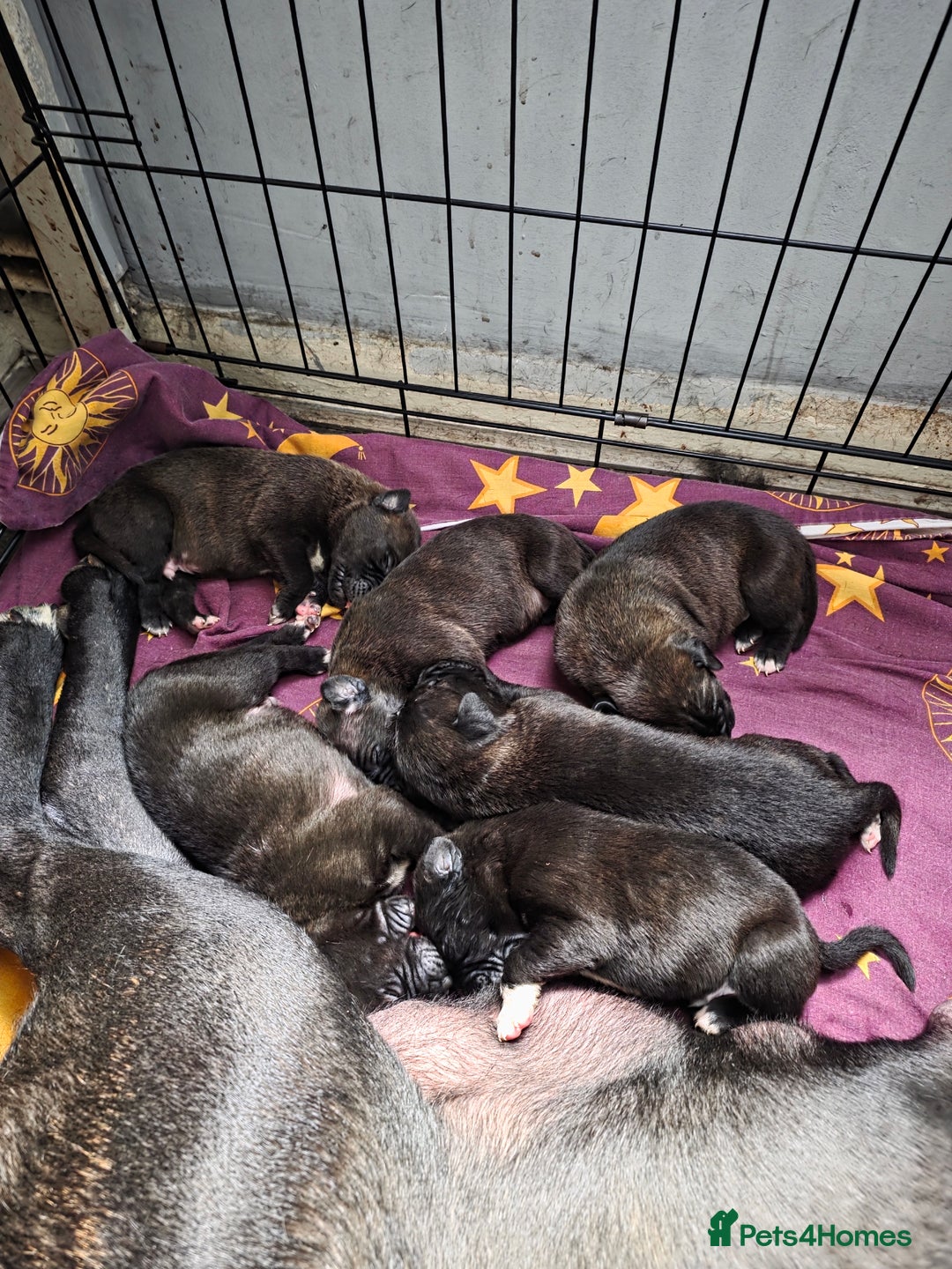 Mixed Breed dogs for sale: Corso x puppies  - Image 6