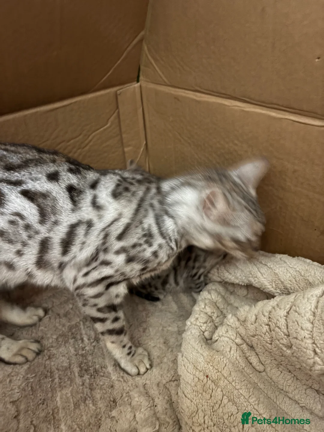 Bengal cats for sale: Silver spotted bengal kittens - Advert 2