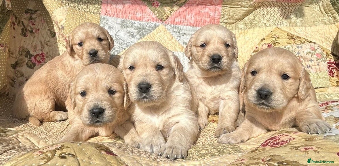 Golden Retriever dogs Golden Retriever Puppies Ready 13 April - Advert 1