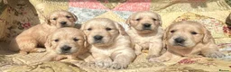 Golden Retriever dogs for sale: Golden Retriever Puppies Ready 13 April in Llandysul - Advert 19