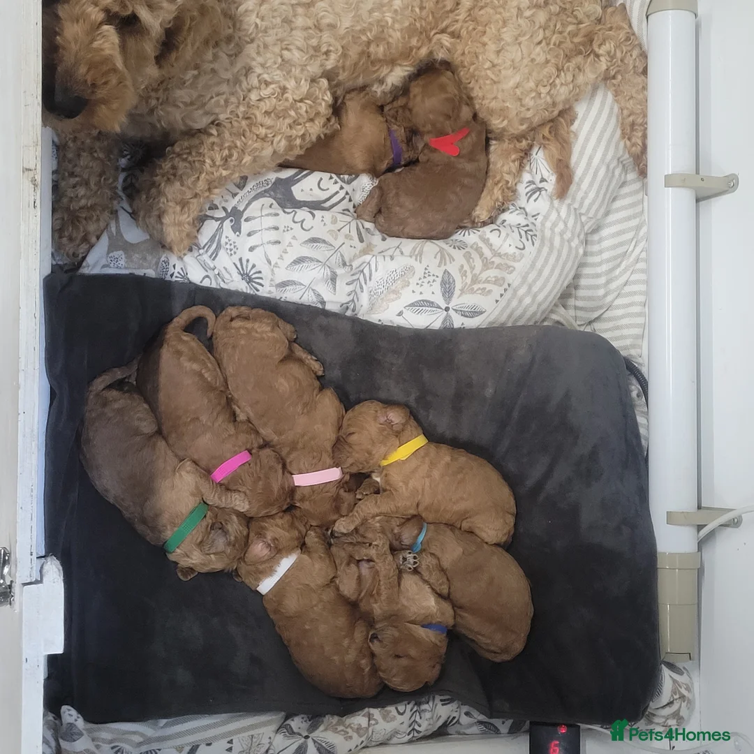 Cockapoo dogs for sale: Cockapoo puppies  - Advert 9