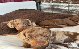 Miniature Dachshund dogs for sale: Tiny miniature dachshund puppies  - Image 15