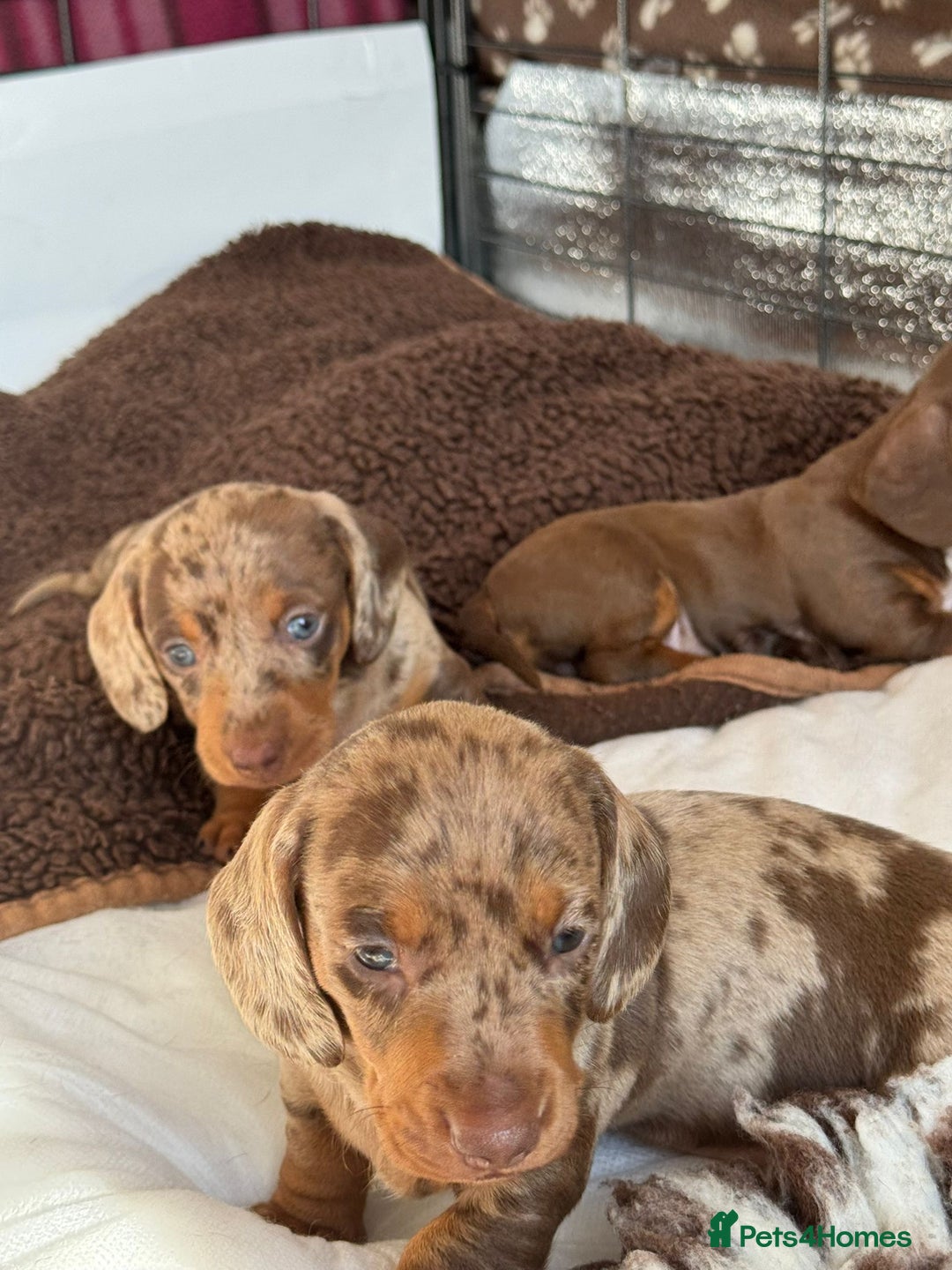 Miniature Dachshund dogs for sale: Tiny miniature dachshund puppies  - Image 15