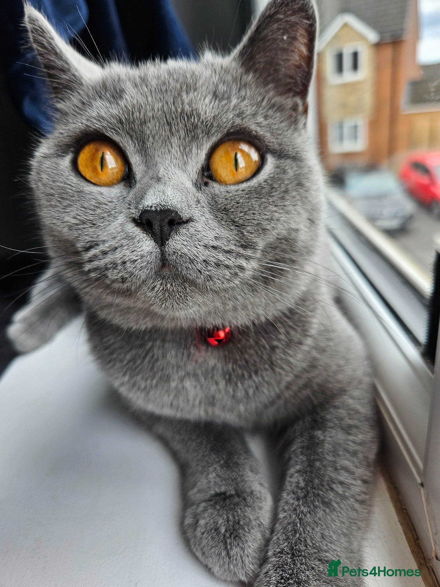 British Shorthair cats GCCF British Shorthair Kittens - Advert 1