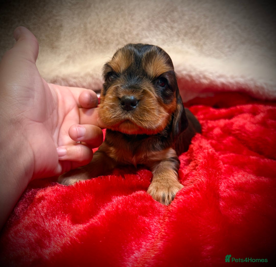 Cocker Spaniel dogs for sale: Show cocker spaniel pups - Image 3