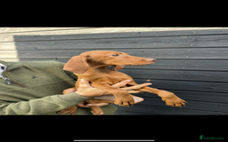 Hungarian Vizsla dogs for sale: Hungarian Vizsla puppies - Image 7