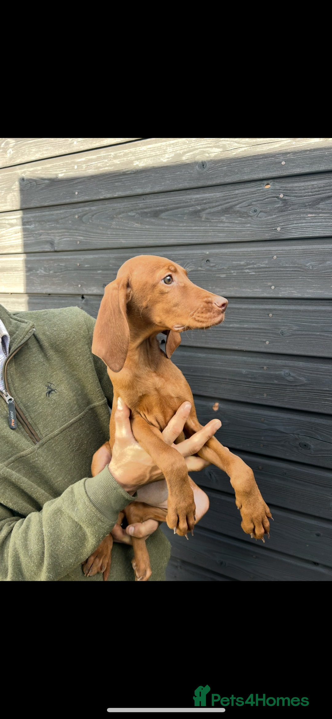Hungarian Vizsla dogs for sale: Hungarian Vizsla puppies - Image 7